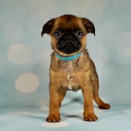 Blue Collar Boy - Red male Brussels Griffon puppy in Florida from Robin’s Griffons