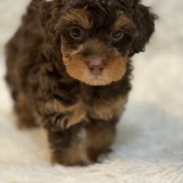 Poodle Puppies from YC Poodles