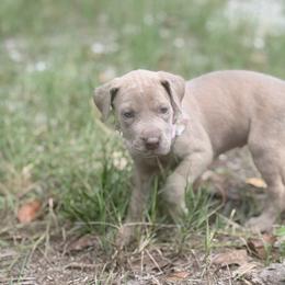 Fettacini - Silver female Great Dane puppy in Lehigh Acres, Florida from Florida Wrinkles