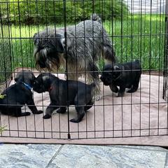Standard Schnauzer Puppies from Songbird Standard Schnauzers
