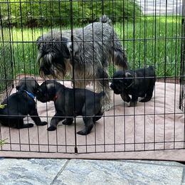 Standard Schnauzer Puppies from Songbird Standard Schnauzers