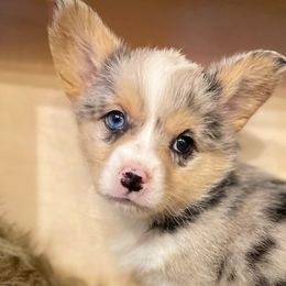 💗 - Blue Pembroke Welsh Corgi puppy in Willcox, Arizona from C spear Corgis