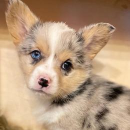 💗 - Blue Pembroke Welsh Corgi puppy in Willcox, Arizona from C spear Corgis