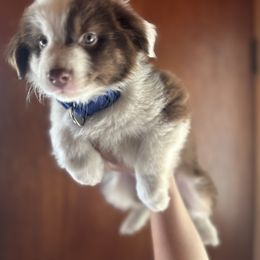 Miniature Australian Shepherd Puppies from Macks Mini Aussies