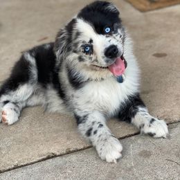 Miniature Australian Shepherd Puppies from Triple Branch Aussies