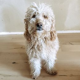 Brydie - Goldendoodle
