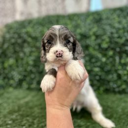 Rocky - Merle male Cockapoo puppy in Rolla, Missouri from Diamond K