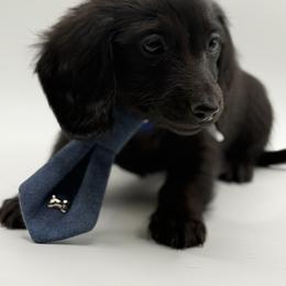 AKC blue boy - Black male Dachshund puppy in Bartlesville, Oklahoma from OkieDokieDox