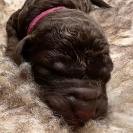 Bunny (Magenta Collar) - Brown female Poodle puppy in Monroeville, Pennsylvania from K & A Standard Poodles