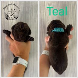 Teal - Chocolate female Labrador Retriever puppy in Ste. Genevieve, Missouri from Megans Labradors