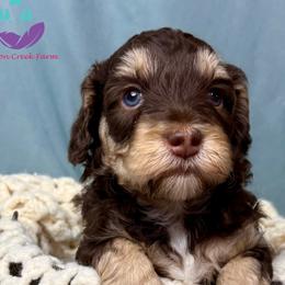 Athos - Chocolate male Labradoodle puppy in Bowman, Georgia from Companion Creek Farm