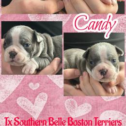 Candy - Blue female Boston Terrier puppy in Brazos Point, Texas from TX Southern Belle Bostons
