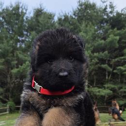 Male Puppy 1 - Black and red male German Shepherd puppy in Pocono Ranch Lands, Pennsylvania from Vom Haus Pharoah German Shepherd