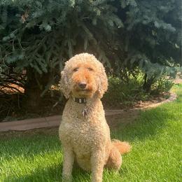 Fenna - Goldendoodle