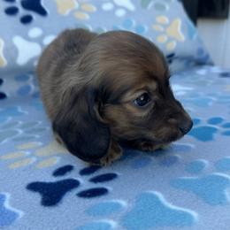 Boy 3 - Red male Dachshund puppy in Oklahoma from DRB Dachshunds