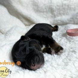 Cranberry (pink) - Black tri-color female Australian Shepherd puppy in Falmouth, Kentucky from Queen City Farm
