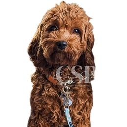 Maizey - Cavapoo