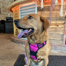 ISABELLE (aka, Izzy) - Fawn female Companion Cross puppy in Indianapolis, Indiana from The Sharpeagle Barkery