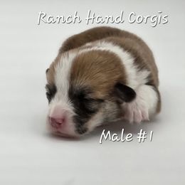 Turkey - Red male Pembroke Welsh Corgi puppy in Powhatan, Virginia from Ranch Hand Corgis