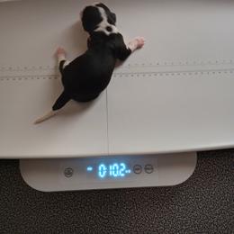 English Springer Spaniel Puppies from IV Springers of California