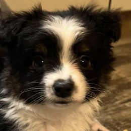 Toy Australian Shepherds from BMNM2 Toy Aussies