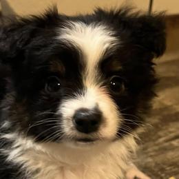 Toy Australian Shepherds from BMNM2 Toy Aussies