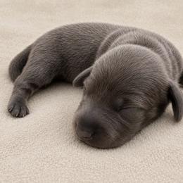 Female - Blue and tan female Dachshund puppy in El Campo, Texas from Creamer Creek Kennel