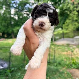 Girl 4 - Lime collar - Brown roan female Lagotto Romagnolo puppy in Ashland, Ohio from SS Australian Shepherds