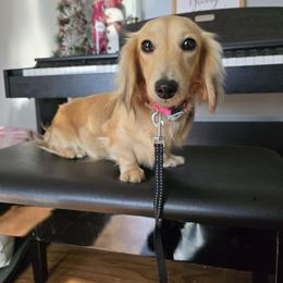 Hailey - Dachshund