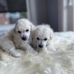 Whiby - White male Poodle puppy in Wichita, Kansas from Adagio Toy Poodles