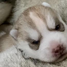 Siberian Huskies from Velox Siberians