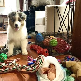 Australian Shepherd Puppies from Haint Blue Aussies