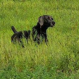 Jagger - Weimaraner