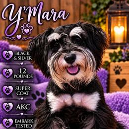 Y'Mara - Miniature Schnauzer