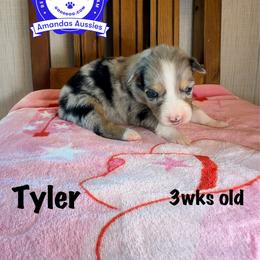 BMF - Blue merle female Australian Shepherd puppy in Greenville, Texas from Amandas Aussies