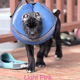 Pink - Black female Cane Corso puppy in Stilwell, Oklahoma from Killing Joke Kennels