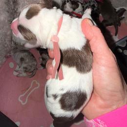 Mauve - Brown and white female Bernedoodle puppy in Curtice, Ohio from The Pink Doghouse