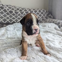 Boxer Puppies from Abide Farm Boxers