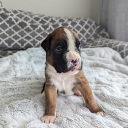 Boxer Puppies from Abide Farm Boxers