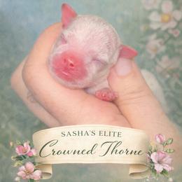 Thorne - Cream male Chihuahua puppy in New Castle, Delaware from Sasha’s Elite Kennel LLC