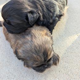 Shih Tzu Puppies from Shih Tzu puppy