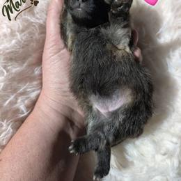 Olive - Cream sable female Pomeranian puppy in Granby, Colorado from Marostica Paws