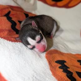 Hex - Black and white male Siberian Husky puppy in Amery, Wisconsin from Liberty Siberians