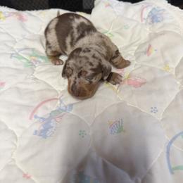 Dachshunds from Cruzan Dachshunds