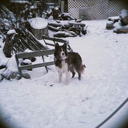 Border Collie Puppies from Collie Wood Hills