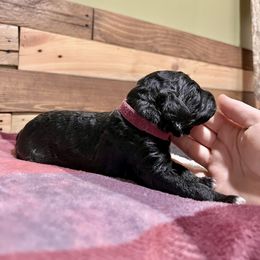 Aussiedoodle Puppies from Scruffypups