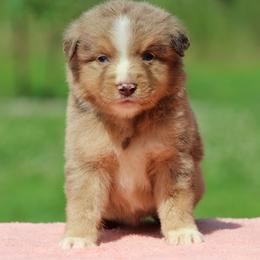 Monopoly - Red merle male Miniature Australian Shepherd puppy in Quapaw, Oklahoma from Rocky Hill Aussies