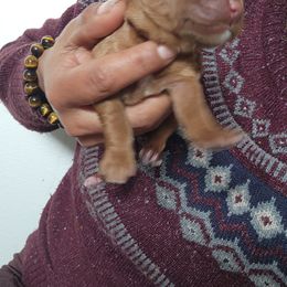 Mango - Golden female Golden Retriever puppy in Milwaukee, Wisconsin from Pedigree Golden Retrievers