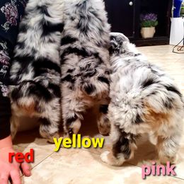 Australian Shepherd Puppies from Winsome Aussies