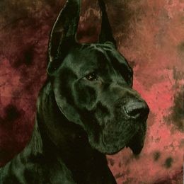 Ace - Great Dane
